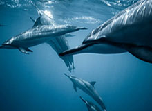 乐鱼体育官网：开启智慧博彩的新纪元